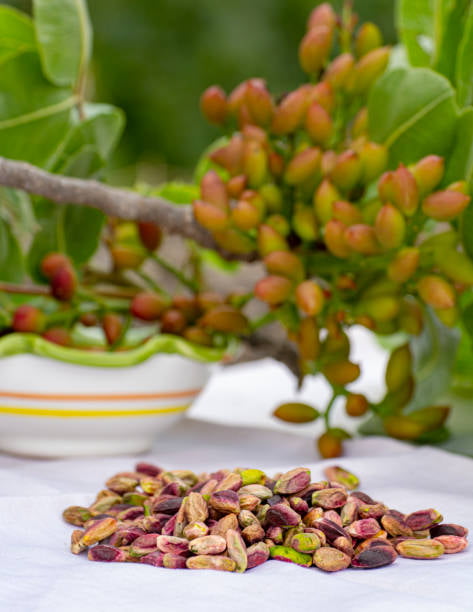 قیمت خرید پسته اکبری خام با فروش عمده